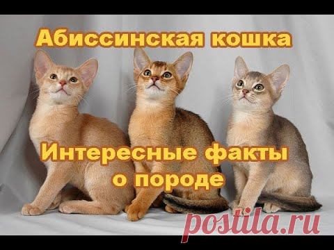 Абиссинская порода кошек - YouTube