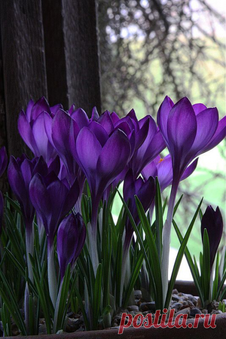 Крокусы
Crocus bulbs | Flores