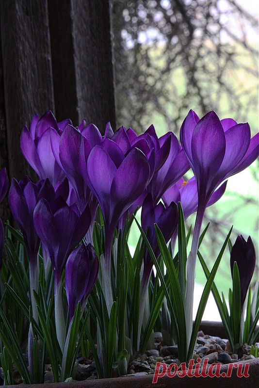 Крокусы
Crocus bulbs | Flores