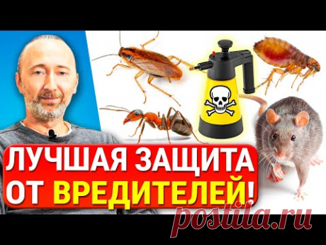 Тараканы, муравьи, крысы и блохи умрут от этого ВМИГ! Чудо средства БЕЗ ХИМИИ из книги за 1899 г.!