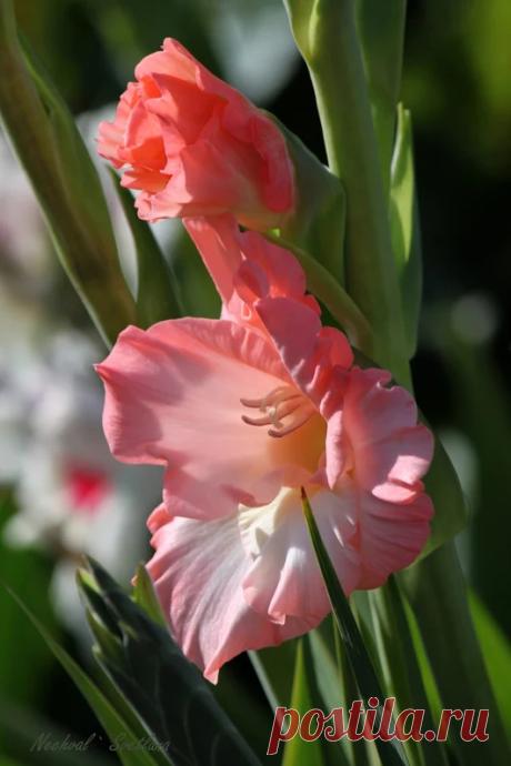 Цветоводство (Floriculture) - Google+
