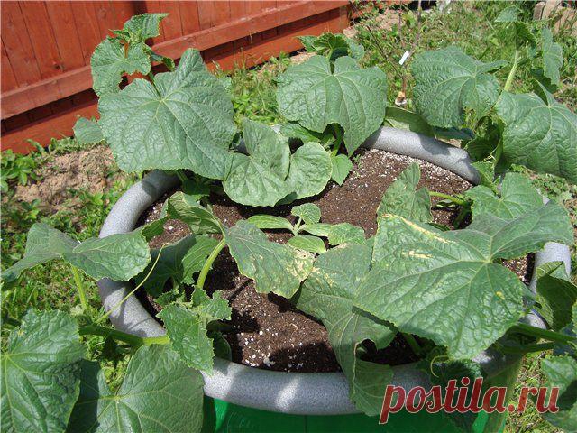 Огурцы в бочках.... Дача, сад и огород. Конференции на 7я.ру