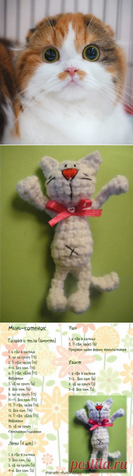 Маленький котик