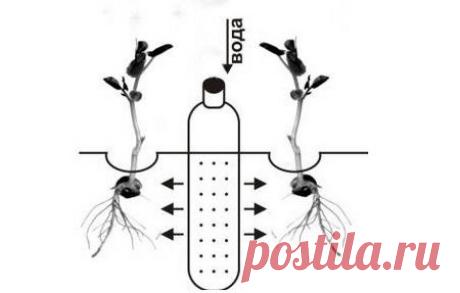 Капельный полив на даче своими руками: самодельная система из пластиковых бутылок