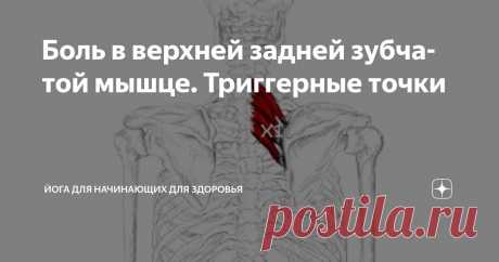 Боль в верхней задней зубчатой мышце. Триггерные точки Статья автора «Йога для начинающих для здоровья» в Дзене ✍:   Триггерные точки в верхней задней зубчатой мышце (musculus serratus posterior superior) представляют собой распространённую, но часто...