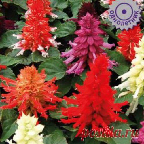 Семена. Цветы. Сальвия 