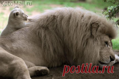 Я тоже буду таким большим как папа!