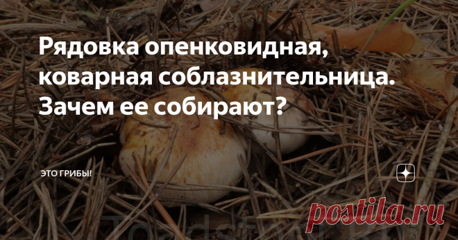 Рядовка опенковидная, коварная соблазнительница. Зачем ее собирают? Порой мы и не представляем, сколько на свете грибов, с точки зрения практичного человека 