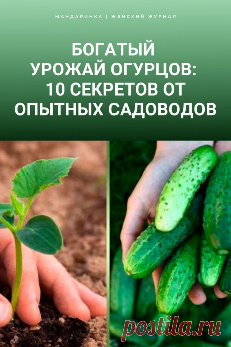 Богатый урожай огурцов: 10 секретов от опытных садоводов