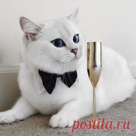 Знакомьтесь с Коби, самой голубоглазой кошкой на планете