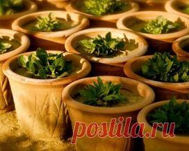 Как правильно выбрать цветочный горшок для ваших растений — Сад на подоконнике