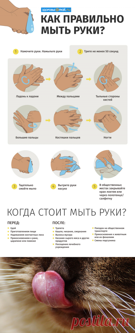 Болезни, которыми вас заразит любимый котик - новости на Здоровье Mail.Ru