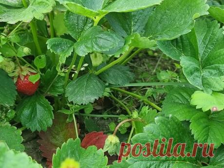 Слизни и улитки на клубнике и капусте: 3 барьера, которые остановят нашествие за ночь. Слизни объедают клубнику и капусту за одну ночь. Химия опасна, соль губит почву. Три безопасных барьера: яичная скорлупа с перцем, кофейная гуща и зола. Рассыпьте любой из них вокруг грядки.