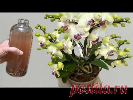 1 флакон в неделю! Внезапно орхидея пускает корни и цветет круглый год