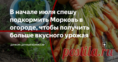В начале июля спешу подкормить Морковь в огороде, чтобы получить больше вкусного урожая Хотите собрать много вкусной моркови? Тогда пламенный салют, товарищи овощеводы!  Сегодня на повестке дня - подкормка моркови в начале июля, которая даст посадкам корнеплода отеческий подзатыльник и направит неотесанный молодняк на путь истинный: повышение количества/качества урожая. Но сначала давайте подойдем к морковной грядке и попробуем поговорить с растением по-хорошему. Выясним, ...