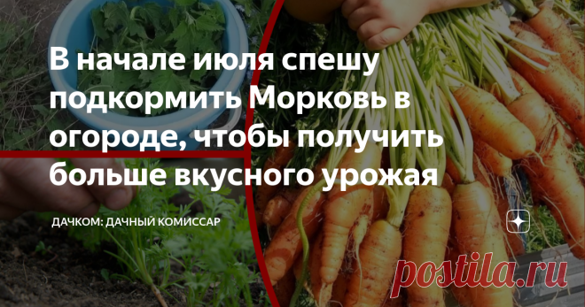 В начале июля спешу подкормить Морковь в огороде, чтобы получить больше вкусного урожая Хотите собрать много вкусной моркови? Тогда пламенный салют, товарищи овощеводы!  Сегодня на повестке дня - подкормка моркови в начале июля, которая даст посадкам корнеплода отеческий подзатыльник и направит неотесанный молодняк на путь истинный: повышение количества/качества урожая. Но сначала давайте подойдем к морковной грядке и попробуем поговорить с растением по-хорошему. Выясним, ...
