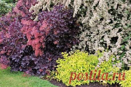 «Ленивый» декоративный сад | Garden-Zoo.ru | Яндекс Дзен