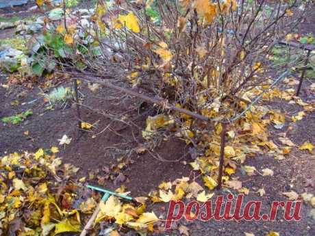 Готовим крыжовник к зиме