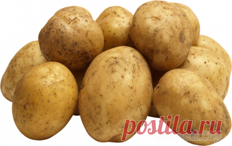 Как обновить сорт картофеля: 5 способов