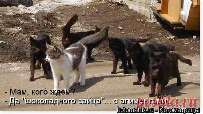 Четыре сыночка (котоматрица)