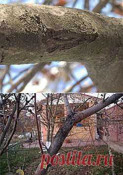 цитата tais2204 : Болезни коры яблонь. (22:55 27-03-2014) [4791507/318841368] - lubanik-06@mail.ru - Почта Mail.Ru