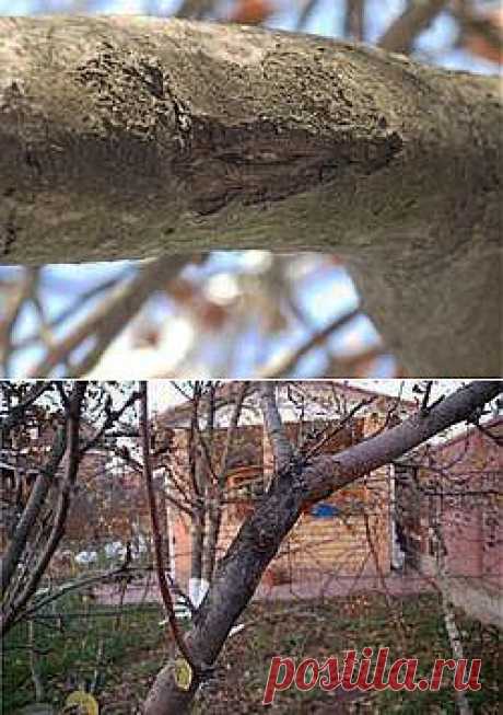 цитата tais2204 : Болезни коры яблонь. (22:55 27-03-2014) [4791507/318841368] - lubanik-06@mail.ru - Почта Mail.Ru