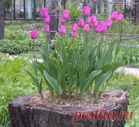 Зацвёл и пень в весенний день