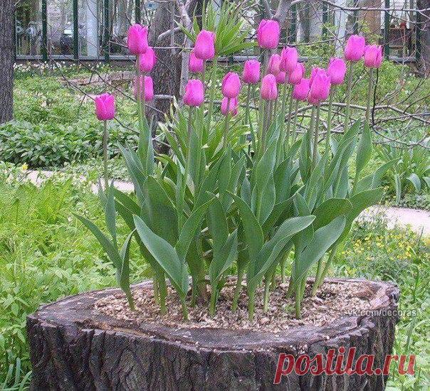 Зацвёл и пень в весенний день