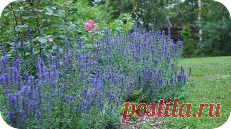 Иссоп: польза и вред для здоровья организма, рецепты блюд