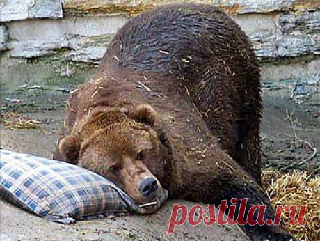 Народная медицина разработала способ отрезвления людей, находящихся в состоянии сильного опьянения.