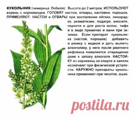 Чемерица Лобеля (кукольник)