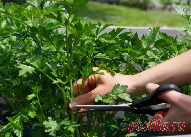 Чем подкормить петрушку для роста в открытом грунте народными средствами и не только