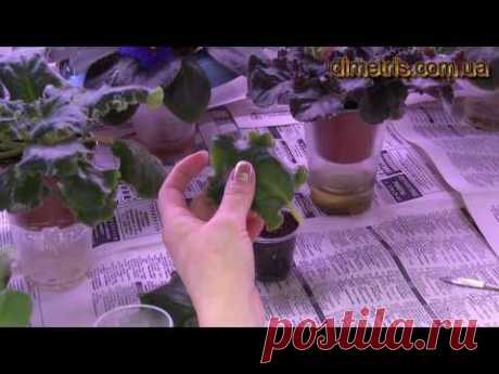 Посадка листьев фиалки - YouTube