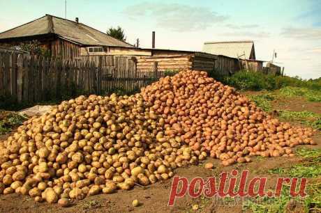 Сроки созревания картофеля