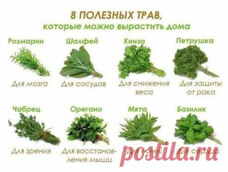 ПОЛЕЗНЫЕ ТРАВЫ - НА ЗАМЕТКУ  

#здоровье@m_lifehack 
#советы_в_быту@m_lifehack