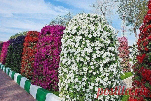 Вepтикальная клумбa с пeтунией — Сделай сам, идеи для творчества - DIY Ideas