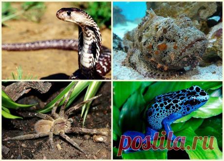 Самые смертоносные яды на планете