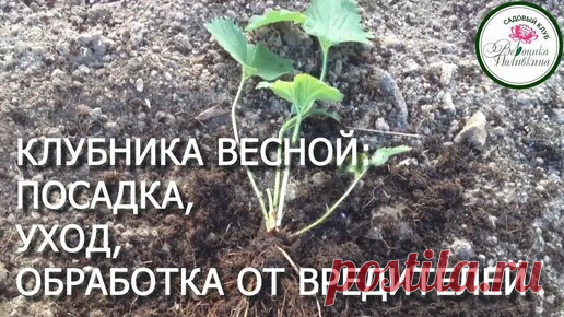 Садовый клуб | КЛУБНИКА ВЕСНОЙ: УХОД, ПОДКОРМКИ, ОБРАБОТКА ОТ ВРЕДИТЕЛЕЙ