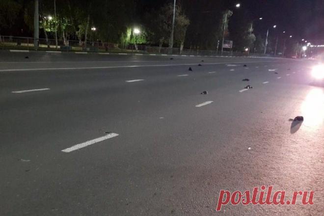 «Дождь» из мертвых птиц прошел в Саратовской области | События