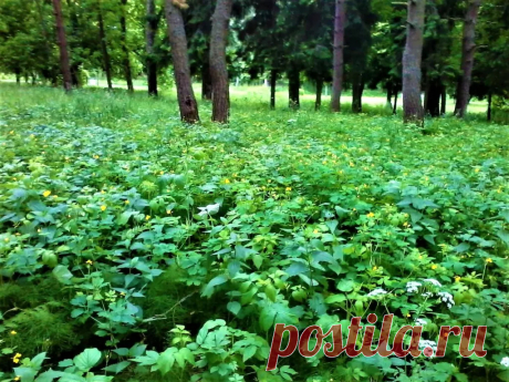 Про лето Июнь Сочинения Школа - Журнал полезных советов