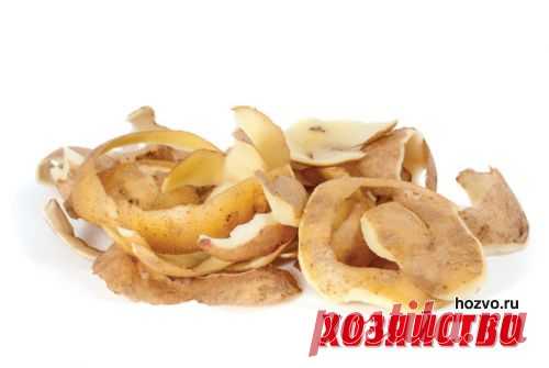 Хотите много смородины? Насушите картофельных очисток