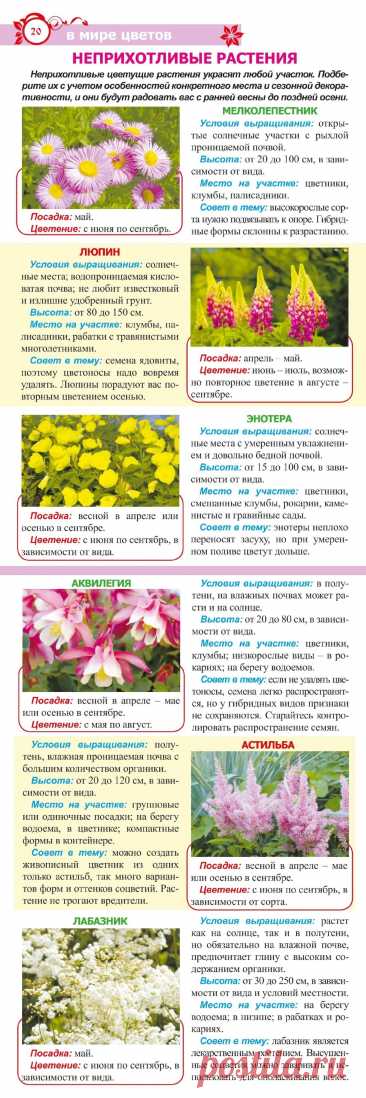 Неприхотливые растения