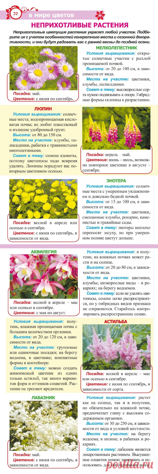 Неприхотливые растения