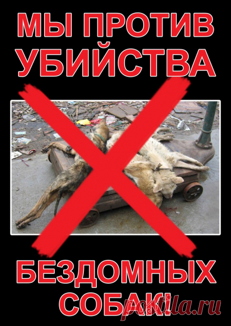 Фонд помощи бездомным животным ...ВЕРНОЕ СЕРДЦЕ.