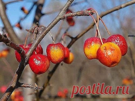Одноклассники