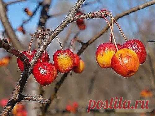 Одноклассники