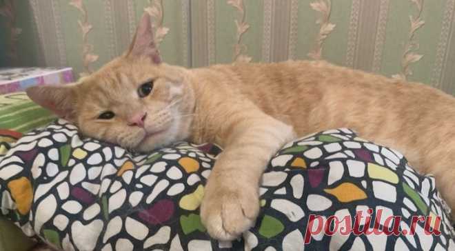 Зоопсихолог рассказала об особенностях кошачьей психики и приемах, благодаря которым ваша кошка перестанет грустить