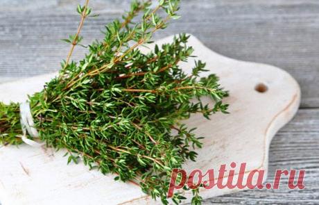 Чабрец: вред и польза