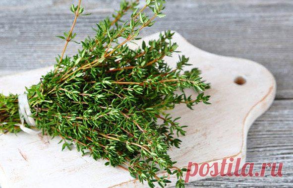 Чабрец: вред и польза