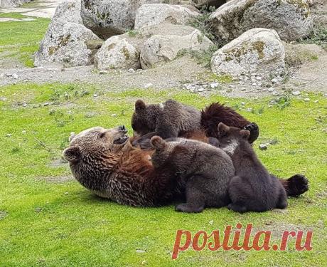 18 звериных детенышей, которые берут все внимание своих мам и еще немножко